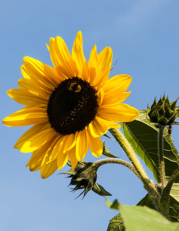 sunnflower_360.jpg